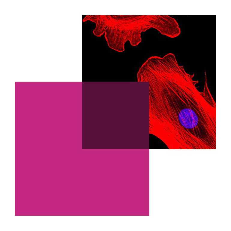 graphic expression example magenta